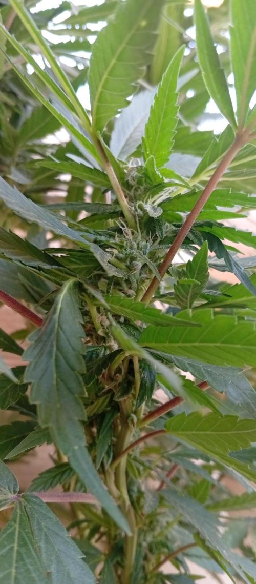ChocotangieXCelestialGas. Week 14