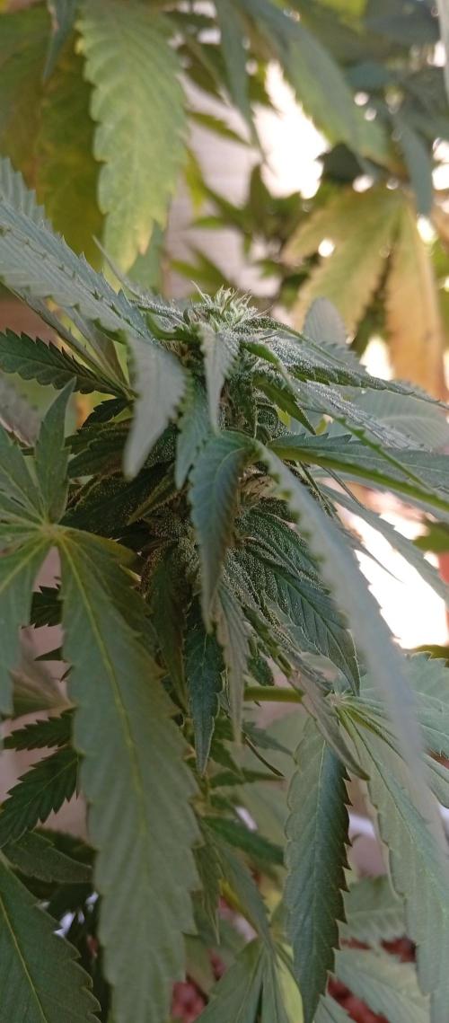 ChocotangieXCelestialGas. Week 14