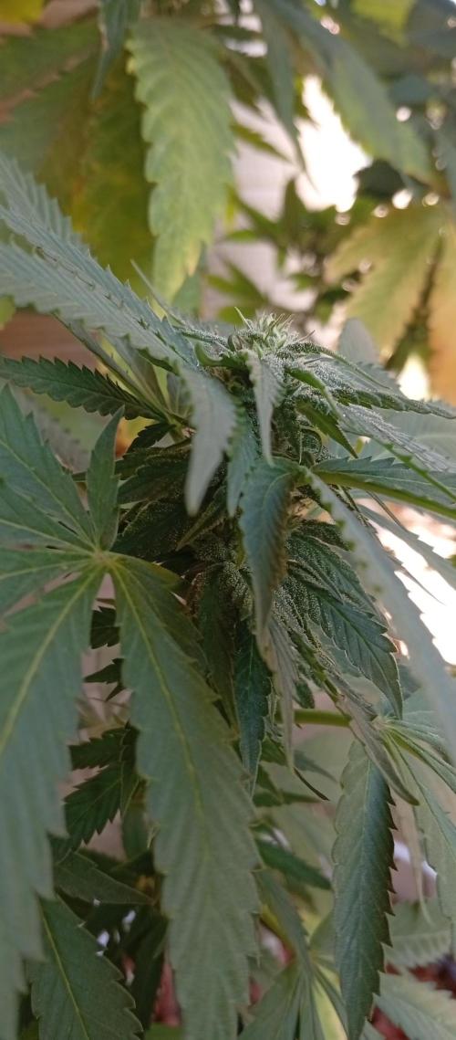ChocotangieXCelestialGas. Week 14