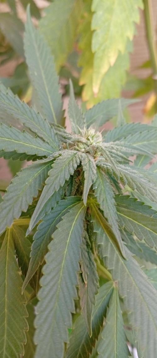ChocotangieXCelestialGas. Week 14