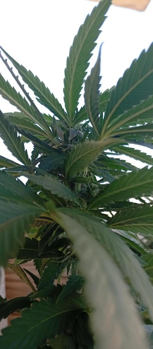 ChocotangieXCelestialGas. Week 14