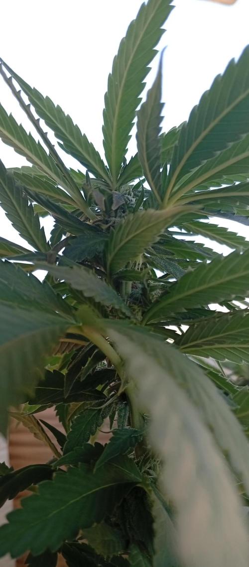 ChocotangieXCelestialGas. Week 14