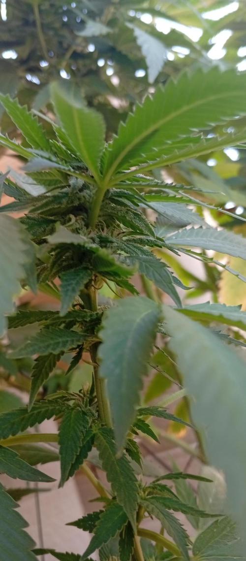 ChocotangieXCelestialGas. Week 14