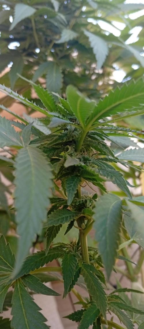 ChocotangieXCelestialGas. Week 14