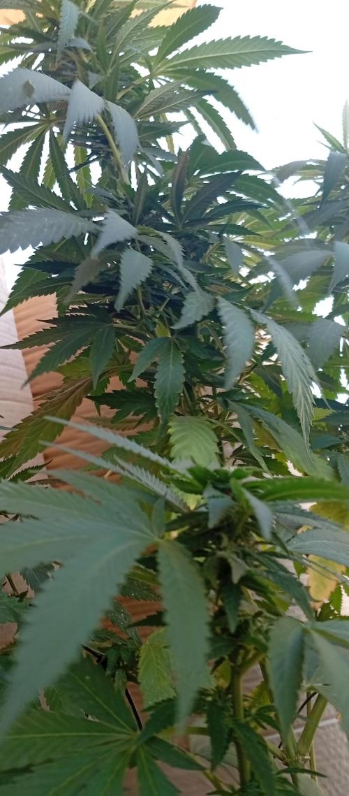 ChocotangieXCelestialGas. Week 14