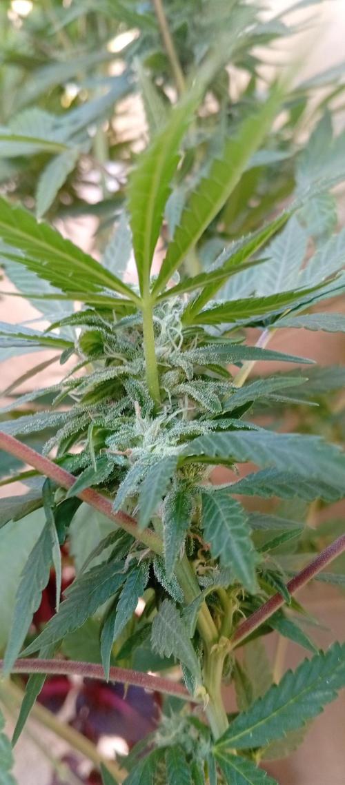 ChocotangieXCelestialGas. Week 14