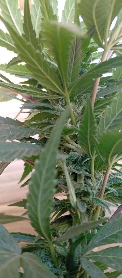ChocotangieXCelestialGas. Week 14