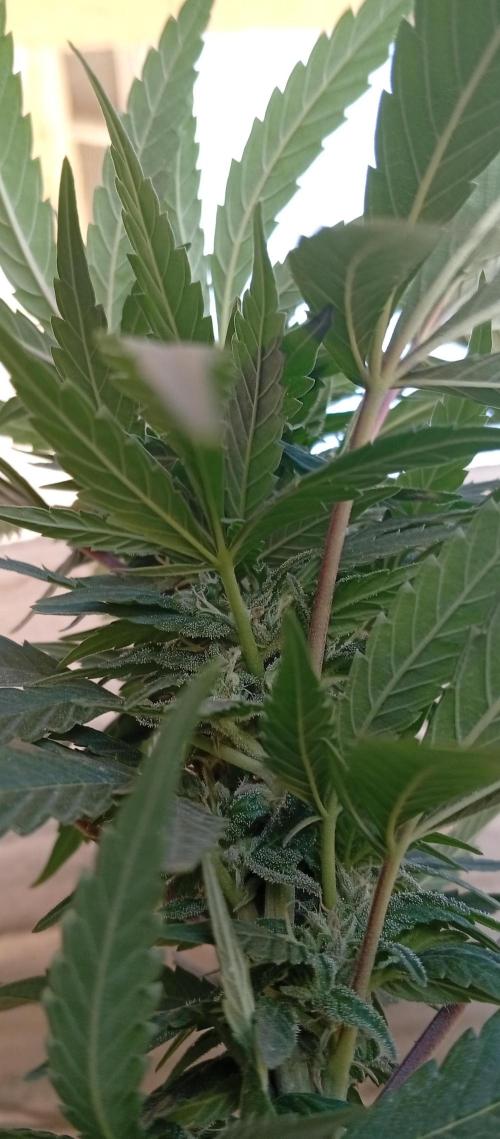 ChocotangieXCelestialGas. Week 14