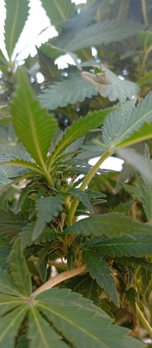 ChocotangieXCelestialGas. Week 14