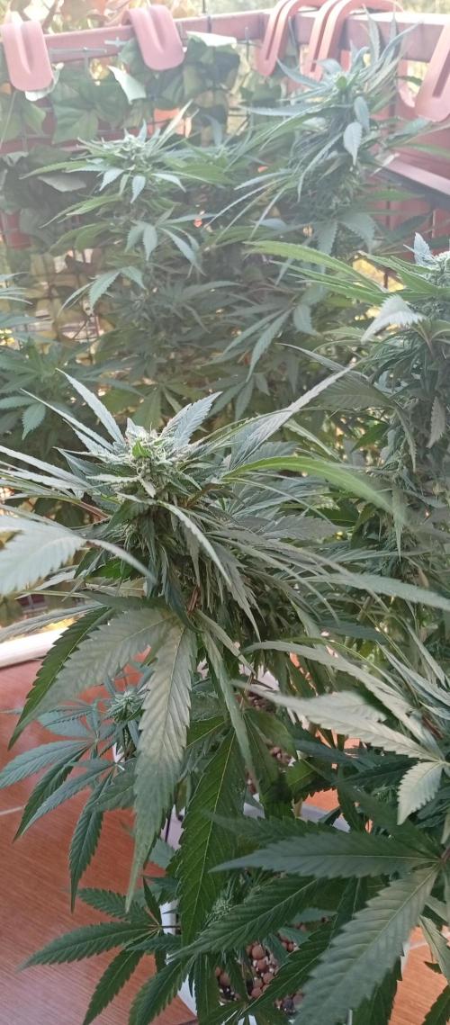 GMOxPakistanxMimosa. Week 15