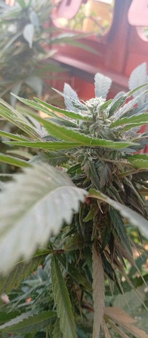 GMOxPakistanxMimosa. Week 15