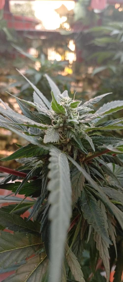 GMOxPakistanxMimosa. Week 15