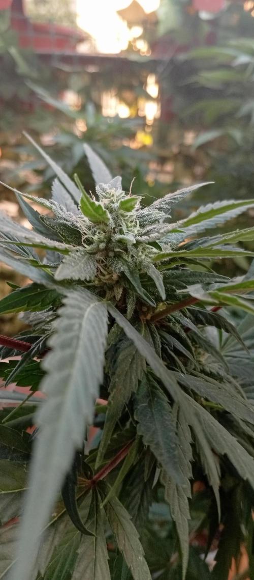 GMOxPakistanxMimosa. Week 15