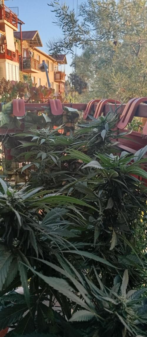 GMOxPakistanxMimosa. Week 15