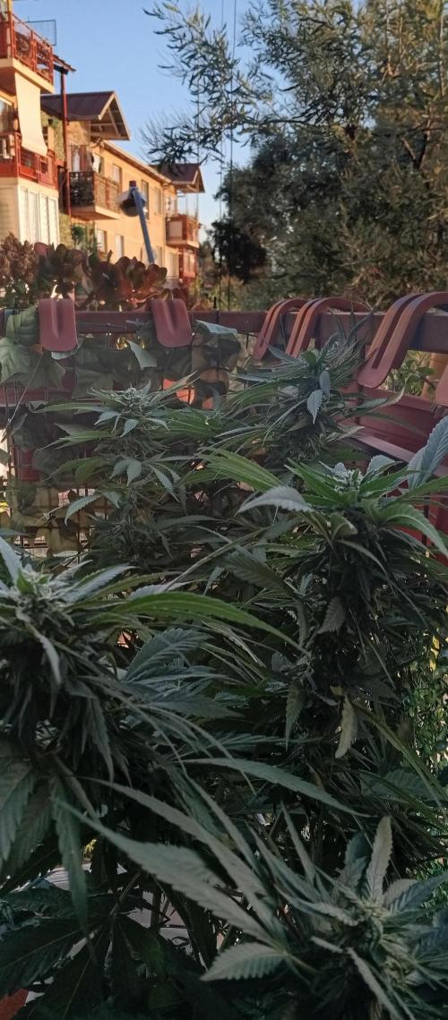 GMOxPakistanxMimosa. Week 15