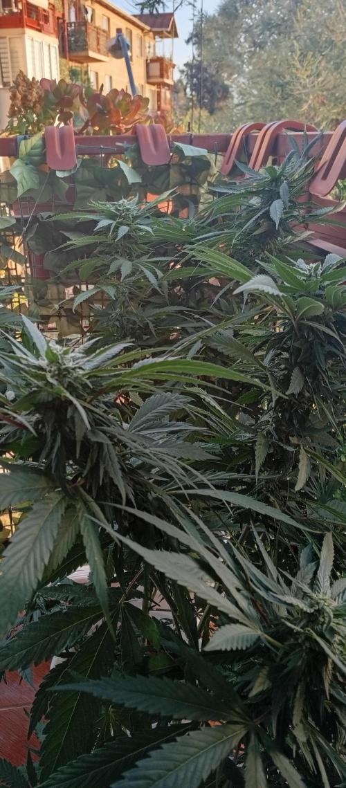 GMOxPakistanxMimosa. Week 15