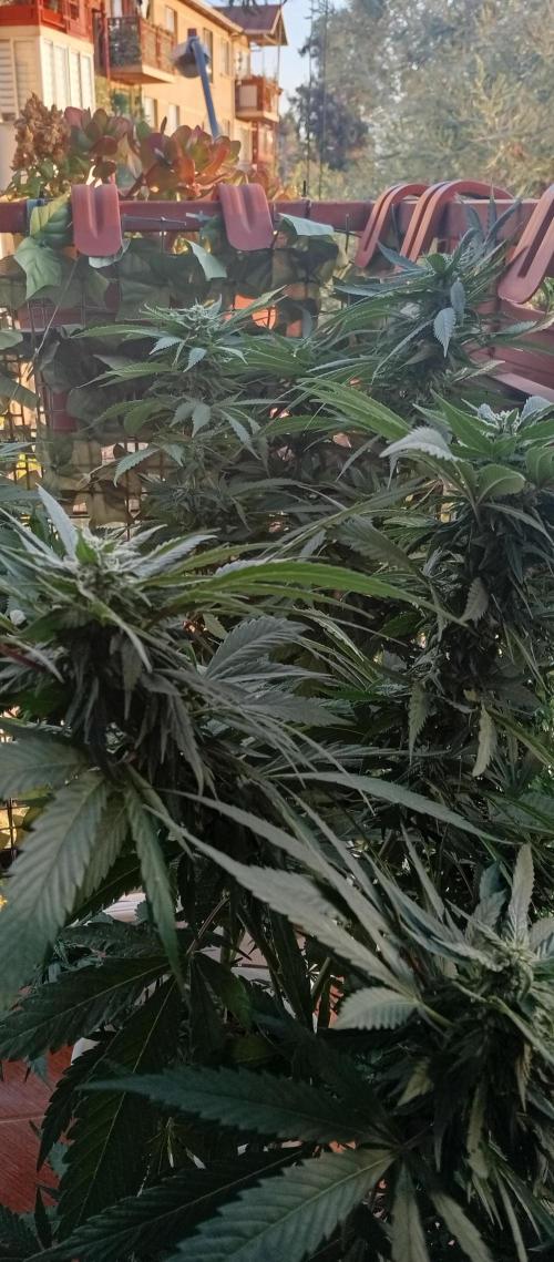 GMOxPakistanxMimosa. Week 15