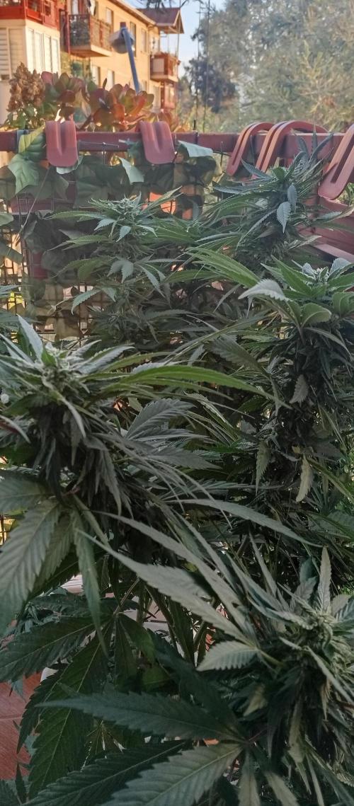 GMOxPakistanxMimosa. Week 15