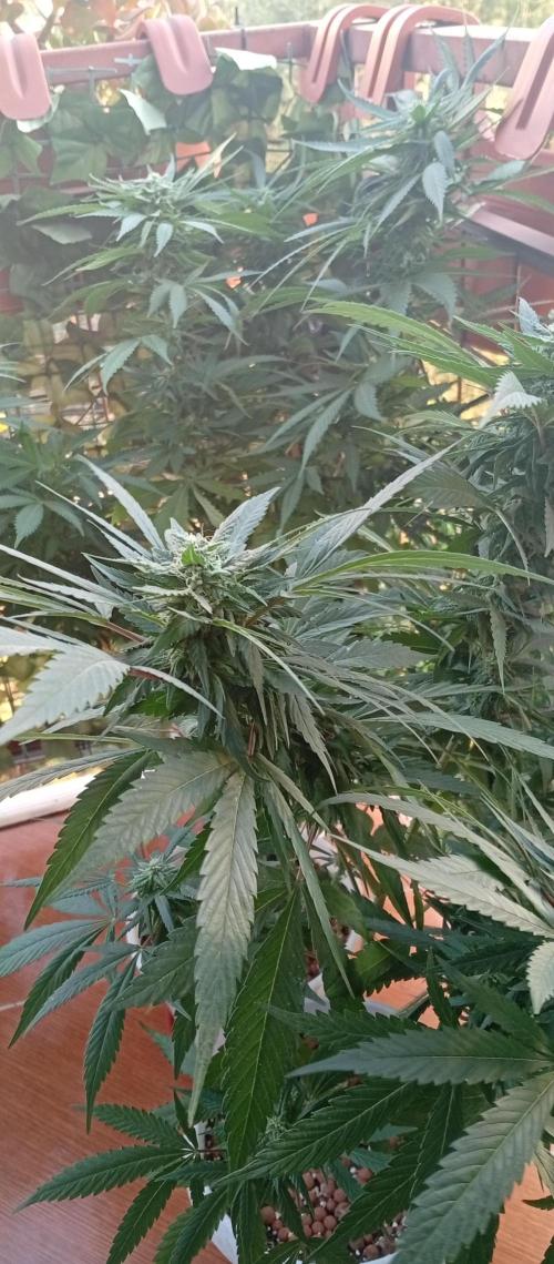 ChocotangieXCelestialGas. Week 15