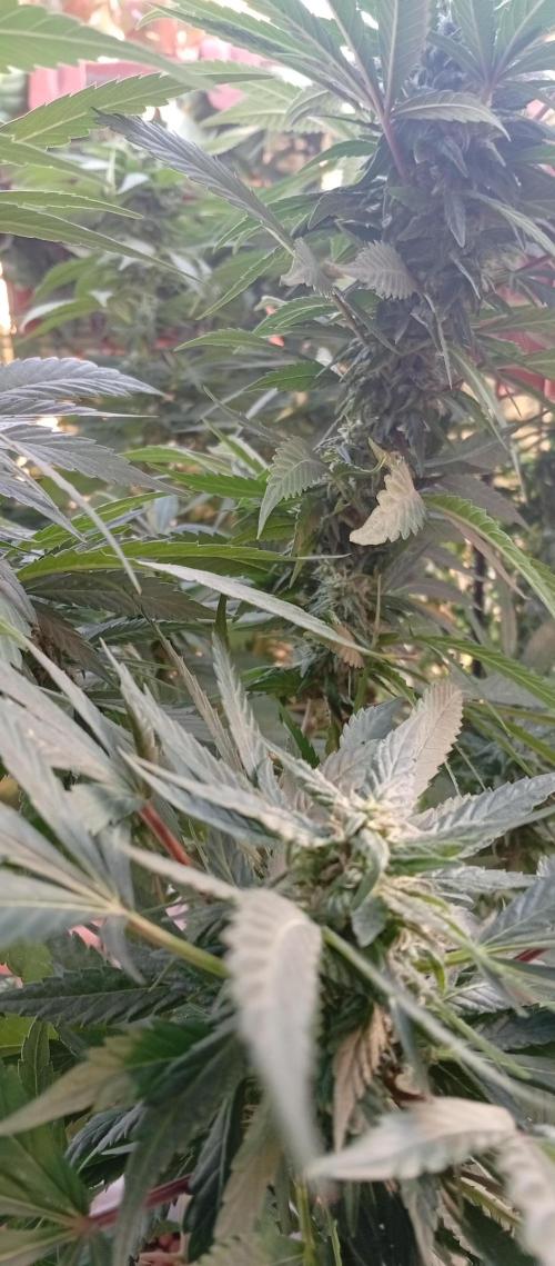ChocotangieXCelestialGas. Week 15
