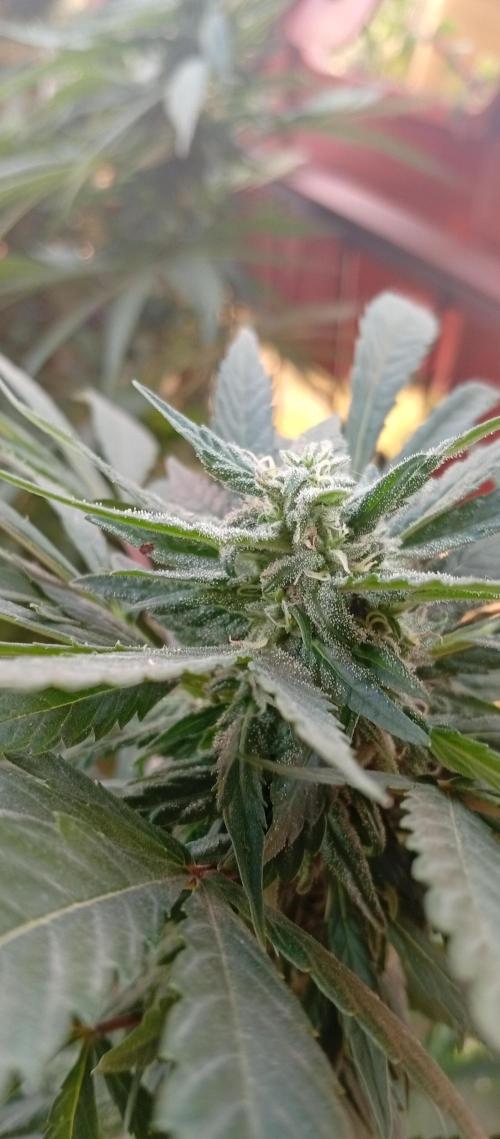 ChocotangieXCelestialGas. Week 15