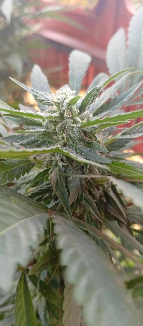 ChocotangieXCelestialGas. Week 15