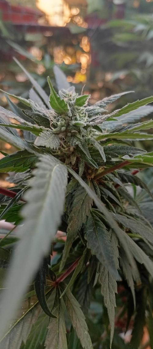 ChocotangieXCelestialGas. Week 15