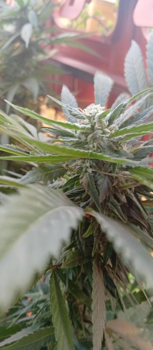 ChocotangieXCelestialGas. Week 15