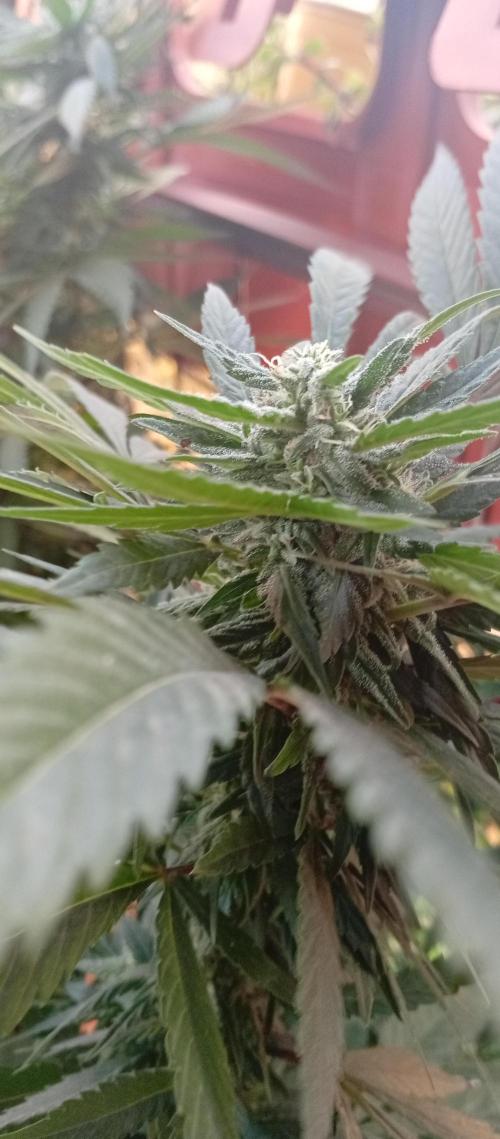 ChocotangieXCelestialGas. Week 15
