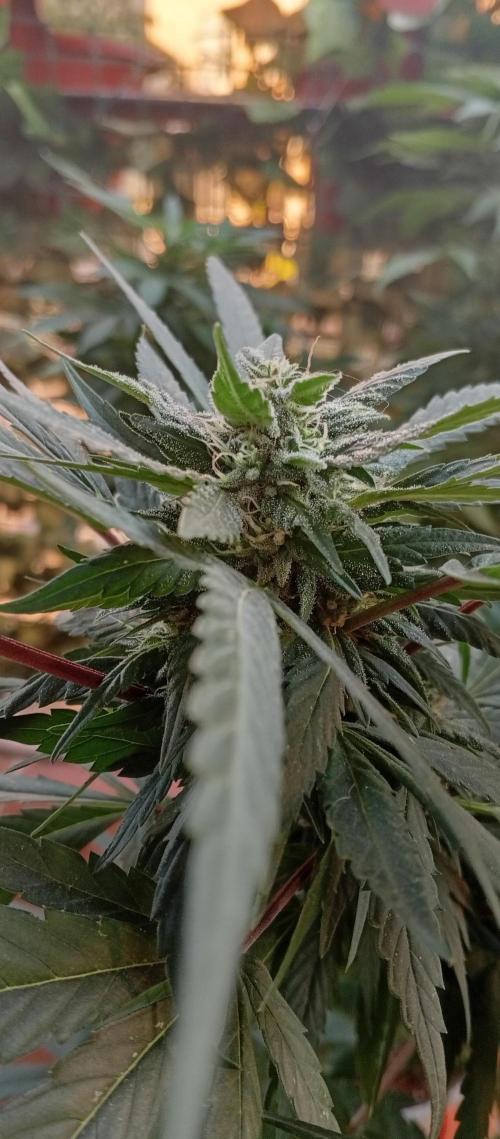 ChocotangieXCelestialGas. Week 15