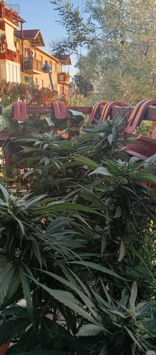 ChocotangieXCelestialGas. Week 15