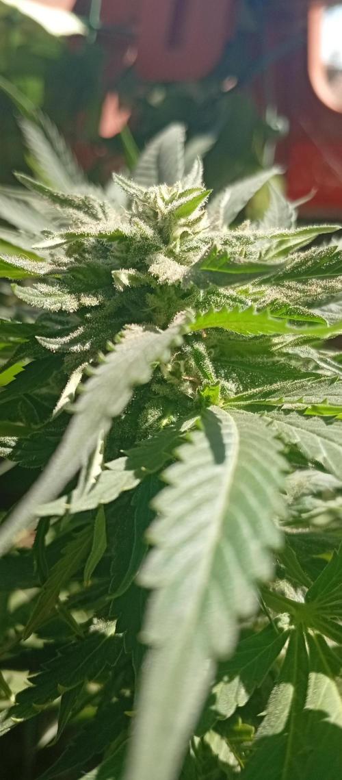 GMOxPakistanxMimosa. Week 16