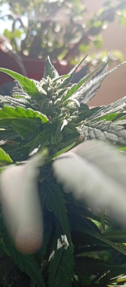 GMOxPakistanxMimosa. Week 16