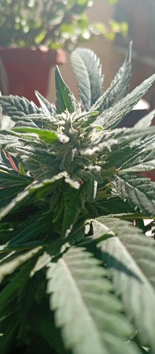 GMOxPakistanxMimosa. Week 16