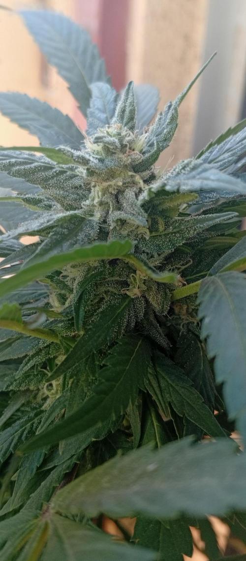 GMOxPakistanxMimosa. Week 16
