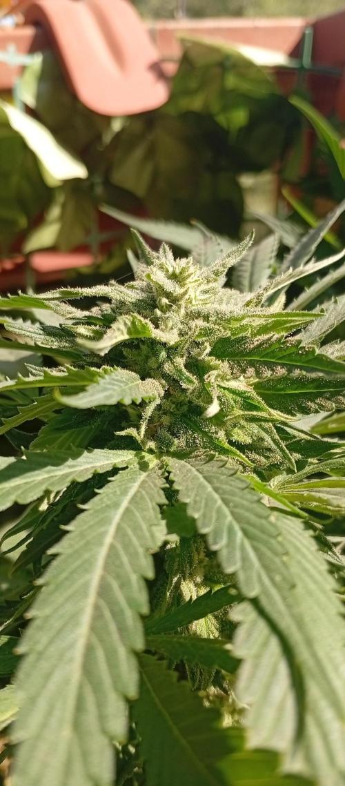 GMOxPakistanxMimosa. Week 16