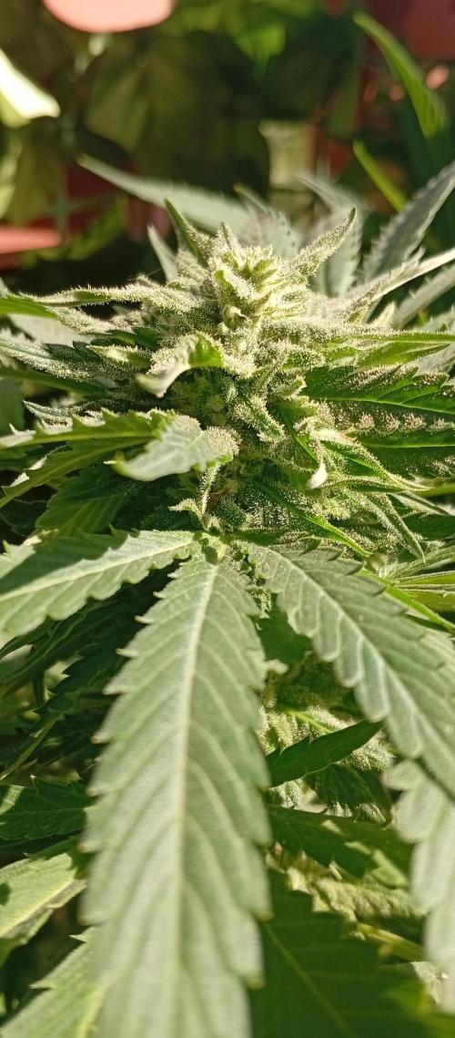 GMOxPakistanxMimosa. Week 16