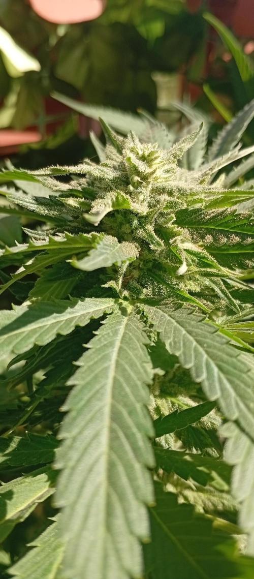GMOxPakistanxMimosa. Week 16