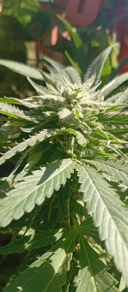 GMOxPakistanxMimosa. Week 16