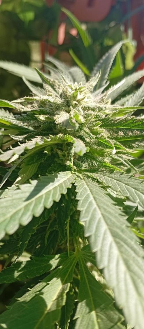 GMOxPakistanxMimosa. Week 16