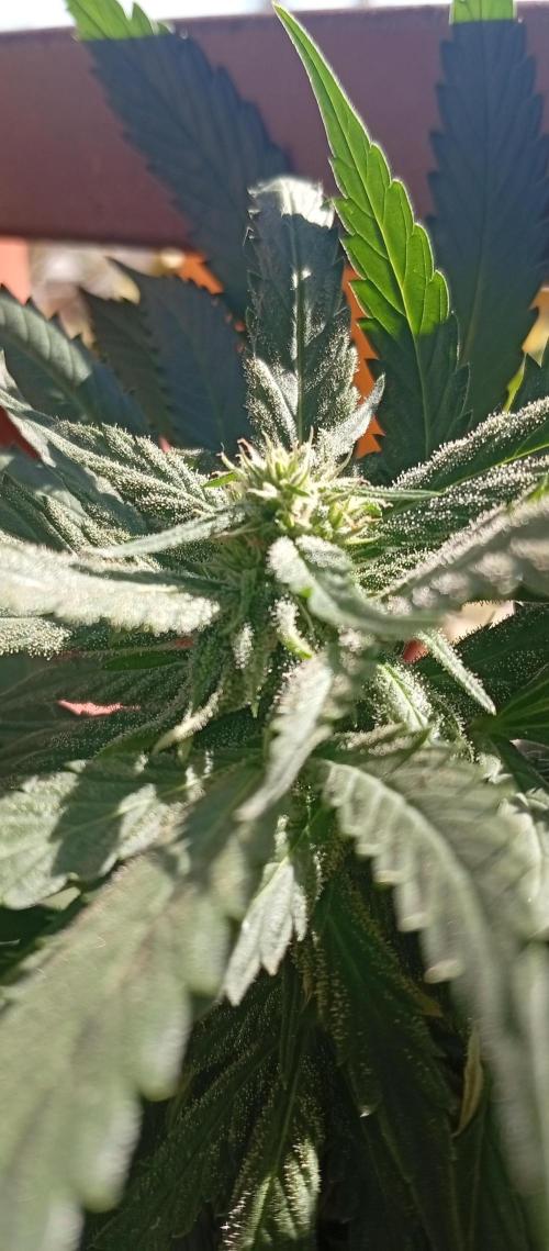 GMOxPakistanxMimosa. Week 16