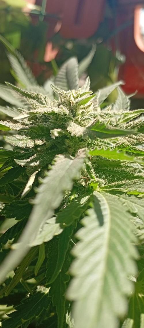ChocotangieXCelestialGas. Week 16
