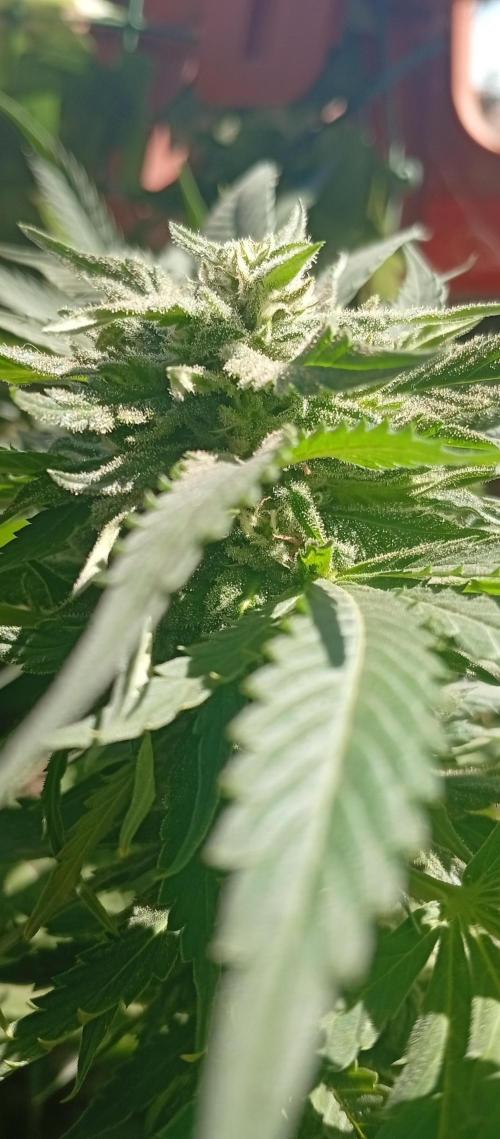ChocotangieXCelestialGas. Week 16