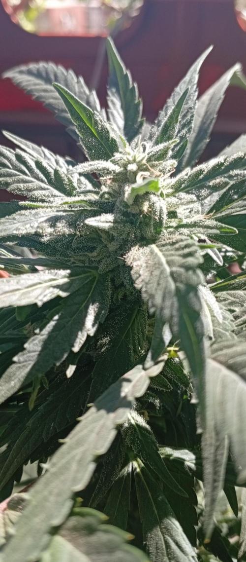 ChocotangieXCelestialGas. Week 16