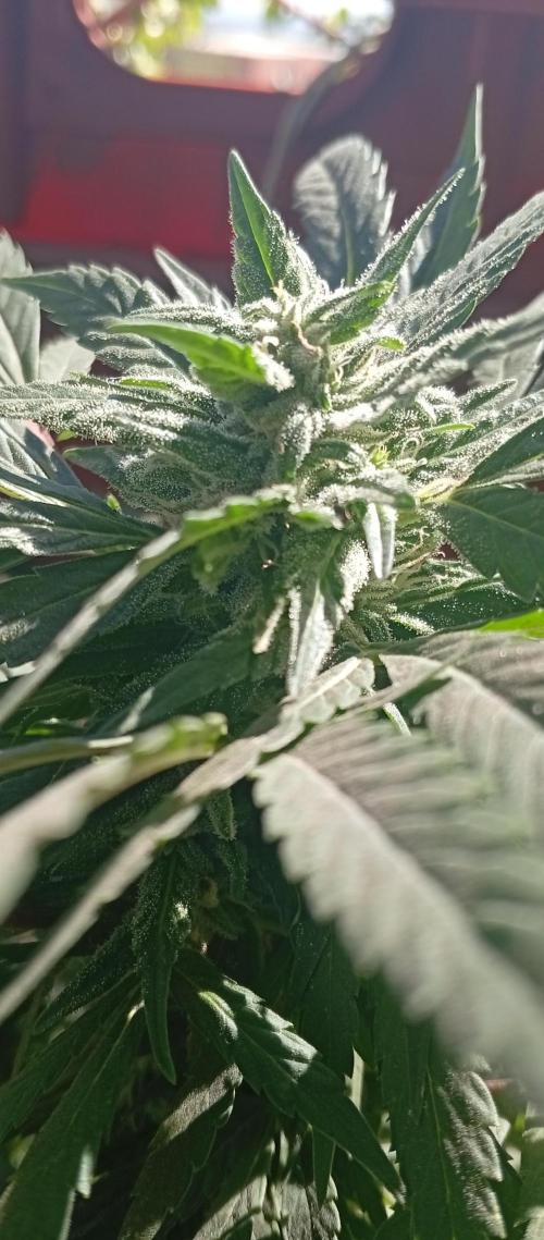 ChocotangieXCelestialGas. Week 16