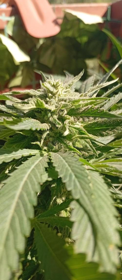 ChocotangieXCelestialGas. Week 16
