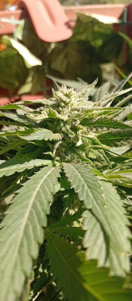 ChocotangieXCelestialGas. Week 16