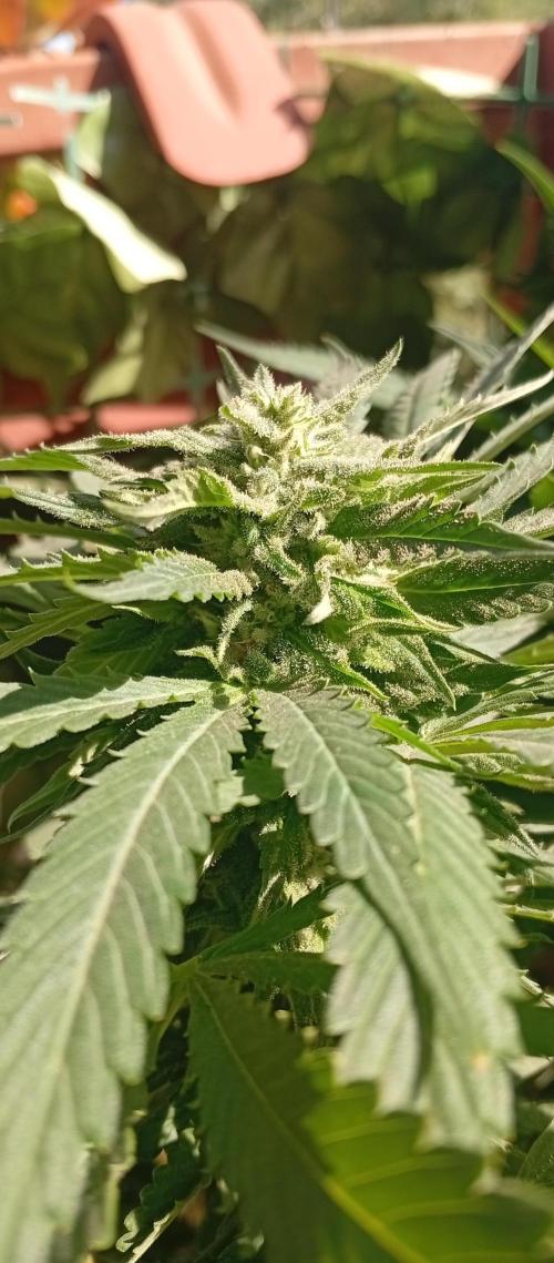 ChocotangieXCelestialGas. Week 16