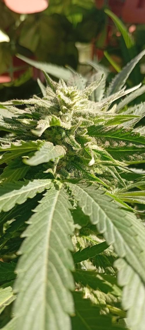 ChocotangieXCelestialGas. Week 16