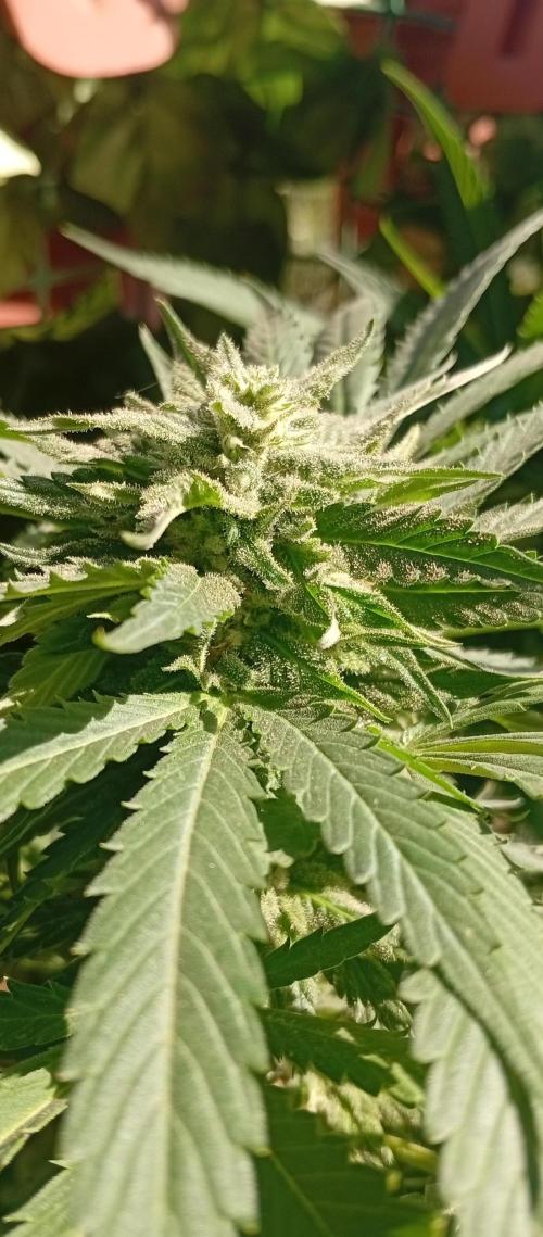 ChocotangieXCelestialGas. Week 16